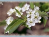 pin cherry/Fire Cherry