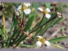 narrow-leaved water-plantain