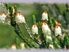 white mountain-heather/Arctic Bell-heather