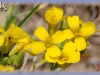 spatulate bladderpod