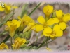 spatulate bladderpod