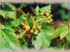 mountain maple