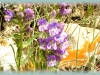 crested beardtongue