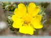 woolly cinquefoil/Horse Cinquefoil