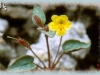 small yellow monkeyflower/Floriferous Monkeyflower