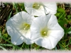 wild morning-glory/Hedge False Bindweed