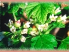 northern black currant