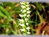 hooded ladies'-tresses