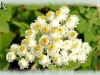 pearly everlasting