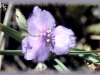 western spiderwort/Prairie Spiderwort