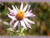 Eaton's aster