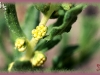 povertyweed/Small-Flowered Marsh-elder