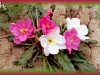 butte-primrose/Tufted Evening-primrose