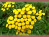 common tansy