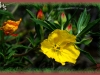 shrubby evening-primrose/Yellow Sundrops