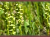 northern green bog orchid/Fragrant Green Orchid