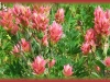 alpine red paintbrush/Rhexia-leaf Indian-paintbrush