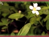 linear-leaved sandwort/Fescue Sandwort