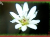 long-stalked chickweed/Long-stalked Stitchwort