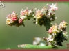 prostrate saltbush/Creeping Saltbush