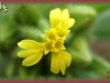 tarweed/Mountain Tarweed