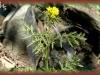 grey tansy mustard/Mountain Tansy-mustard