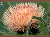 white thistle/Hooker's thistle