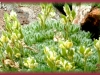 dense-leaved draba/Denseleaf Whitlow-grass