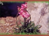 purple alpine rocket/Pallas' Wallflower