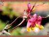 pink corydalis