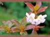 white-flowered rhododendron