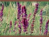 wood sage