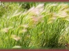 foxtail barley