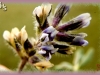 Indian breadroot/Large Indian Breadroot