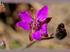 common storksbill/Pin Clover