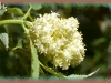 red elderberry