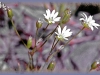 common mouse-ear chickweed