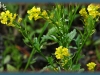 American wintercress