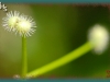 sweet-scented bedstraw