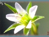 thyme-leaved sandwort