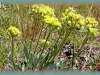 yellow umbrella-plant/Yellow Buckwheat