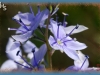 alpine speedwell