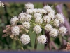 white angelica/Lyall's Angelica