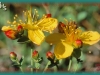 western St. John's-wort