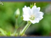 Bicknell's geranium/Bicknell's Northern Crane's-bill