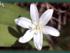 corn lily/Single-flowered Clintonia