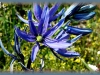 blue camas/Common Camassia