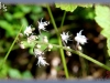 laceflower/Lace Foamflower