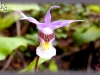 Venus'-slipper/Fairy Slipper