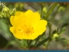 graceful cinquefoil/Fanleaf Cinquefoil